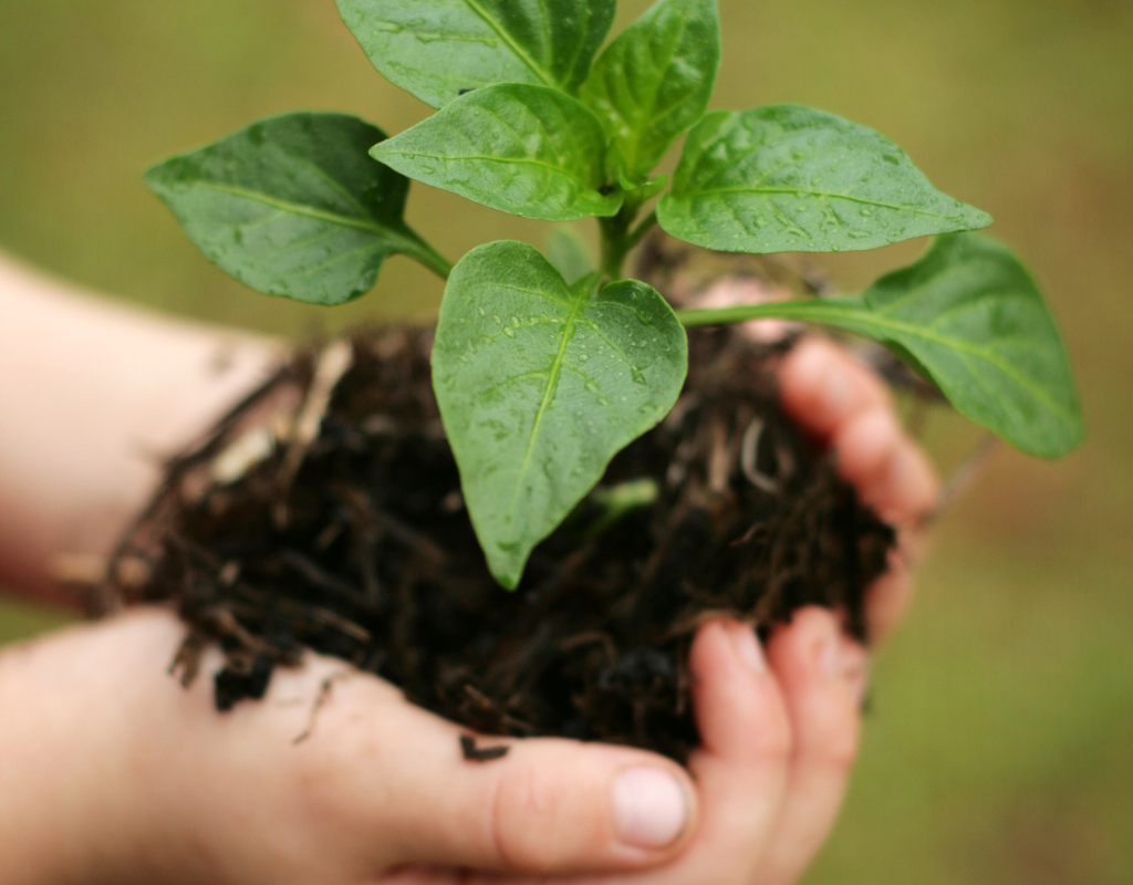 5 Benefits of Gardening for Toddlers